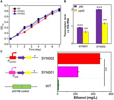 Rewiring carbon flow in Synechocystis PCC 6803 for a high rate of CO2-to-ethanol under an atmospheric environment